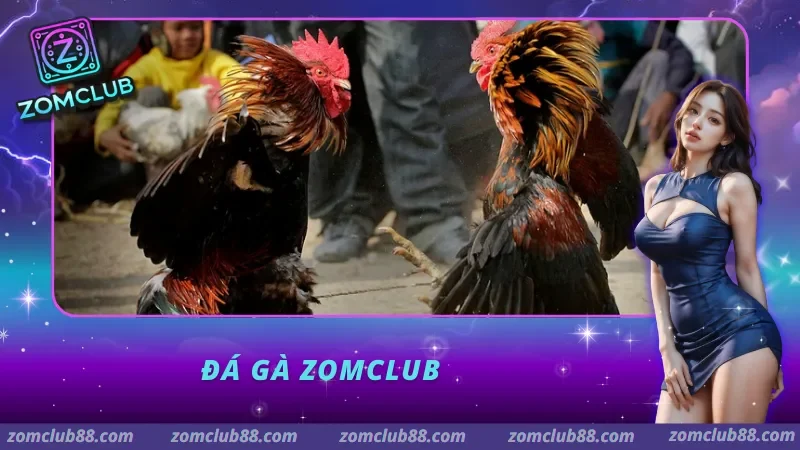 Đá gà ZomClub Tổng quan sảnh đá gà trực tiếp tại ZomClub 2026