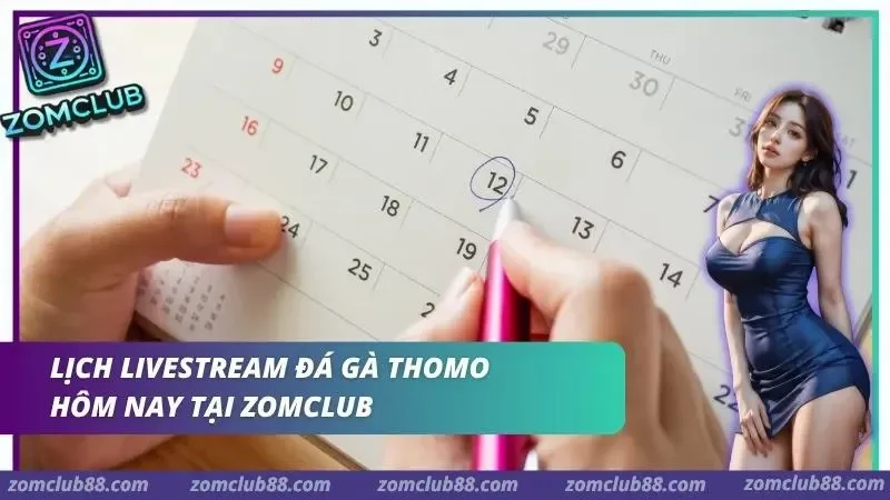 Lịch livestream đá gà Thomo ZomClub hiển thị trạng thái trận phòng phát sóng và thời gian cập nhật