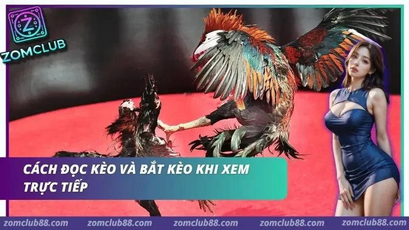 Quan sát thông tin Meron Wala BDD và biến động tỷ lệ khi xem đá gà Thomo trực tiếp ZomClub